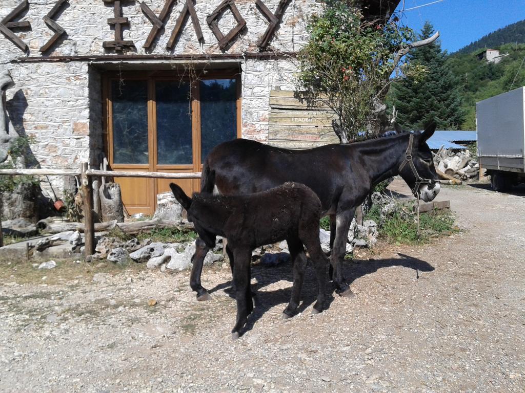 Archontiko Nikolopoulou Hotel Vytina Exterior photo